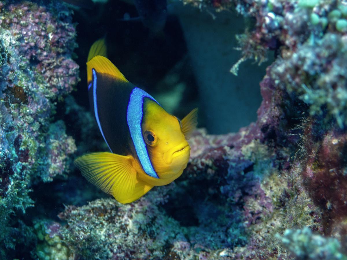 Naqara Oneta Resort מראה חיצוני תמונה